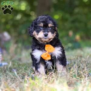 Waldo, Cavapoo Puppy